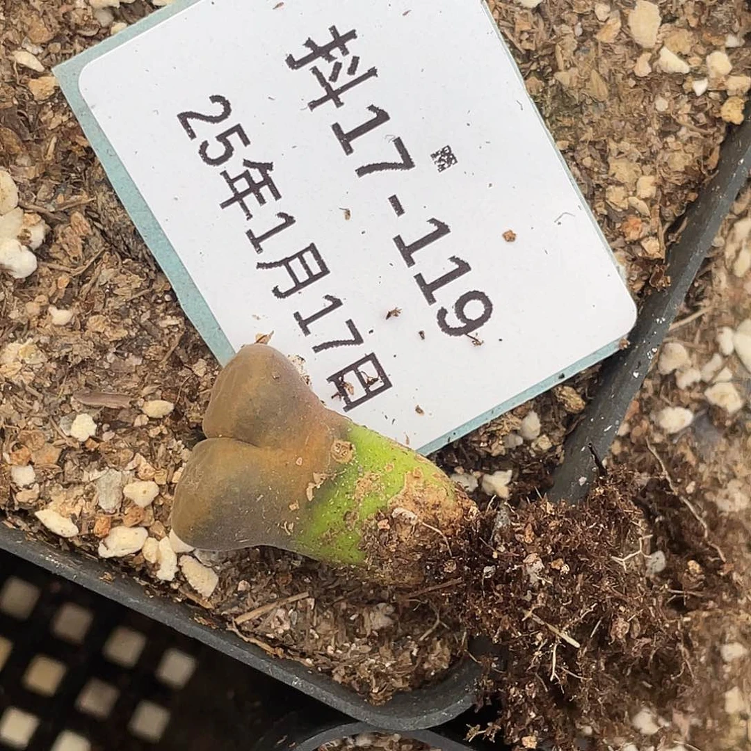 薄****17-119肉锥多肉植物