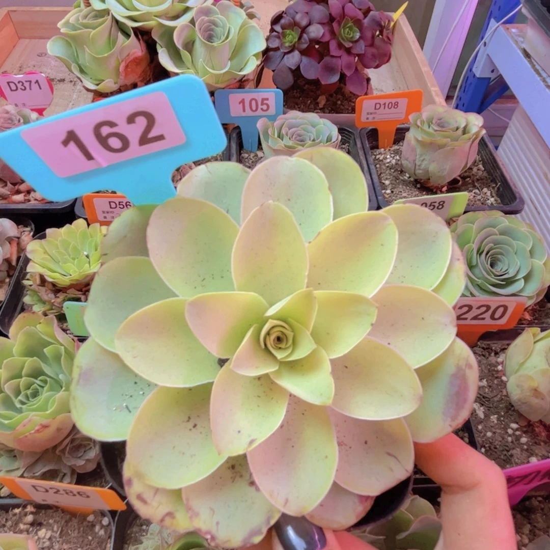 162山地玫瑰大单头