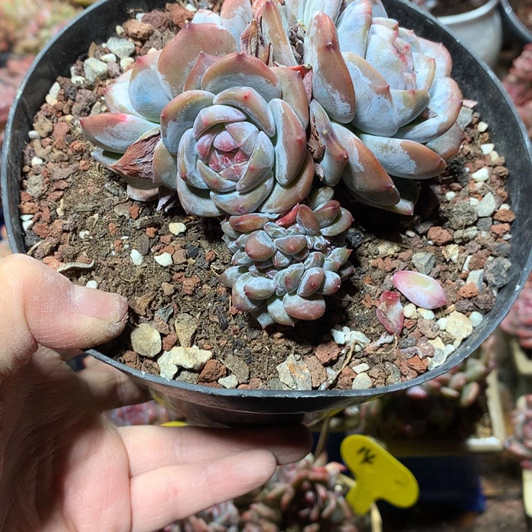 无砍哈哈哈哈哈哈哈哈15