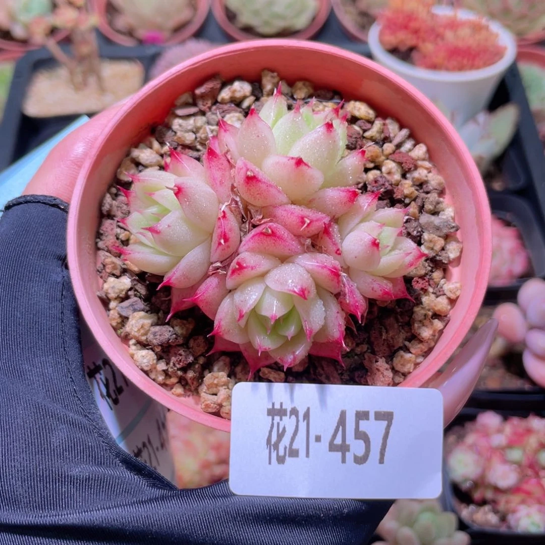 花利美21-457麦秆