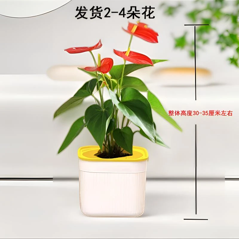 【2-4朵花】红掌盆栽鸿运当头室内客厅办公室好养易活四季开花花卉