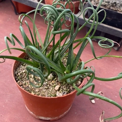 大弹簧草8仙人球