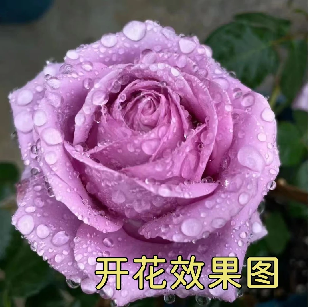 唐【水王星】+【艾莎】花苞发货月季花苗四季开花浓香庭院阳台