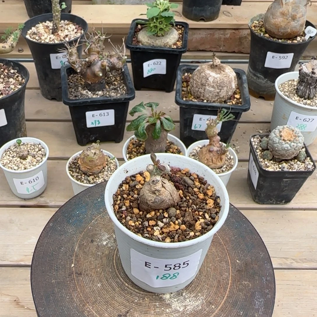 585银沙锦奇峰锦块根植物