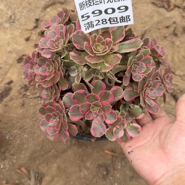 5909二号棚玫红玫瑰花K