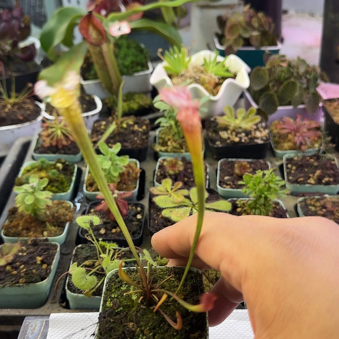 完全开放赫尔穆特喜悦瓶子草