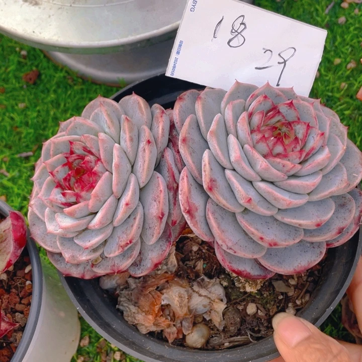 谢谢你的支持0000018