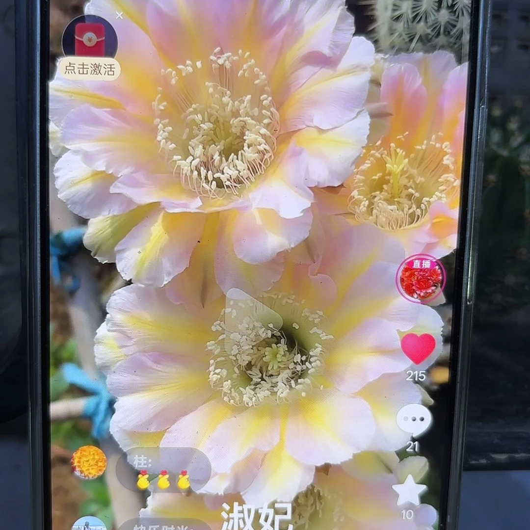 淑妃彩侧牙20包邮仙人球50
