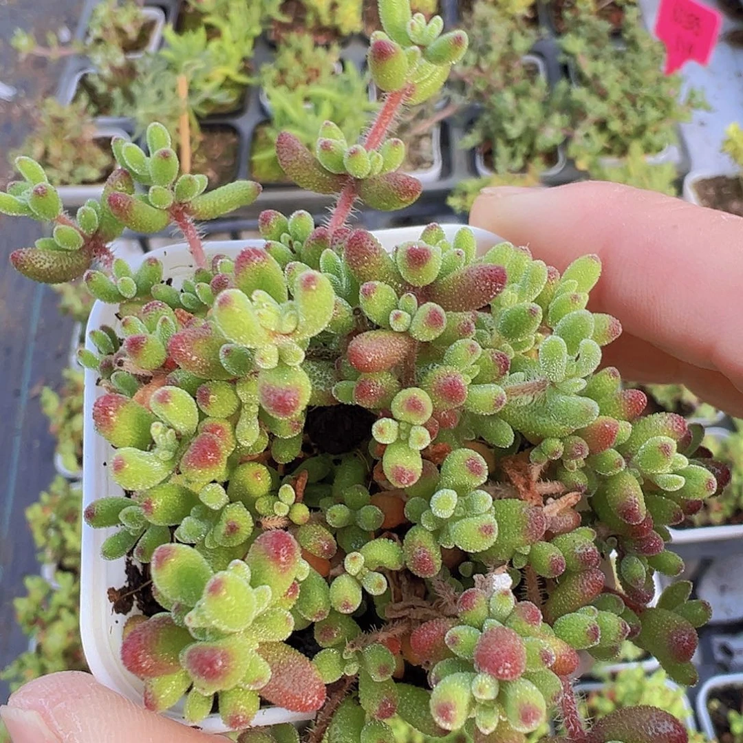 红宝石枝干19包邮多肉植物