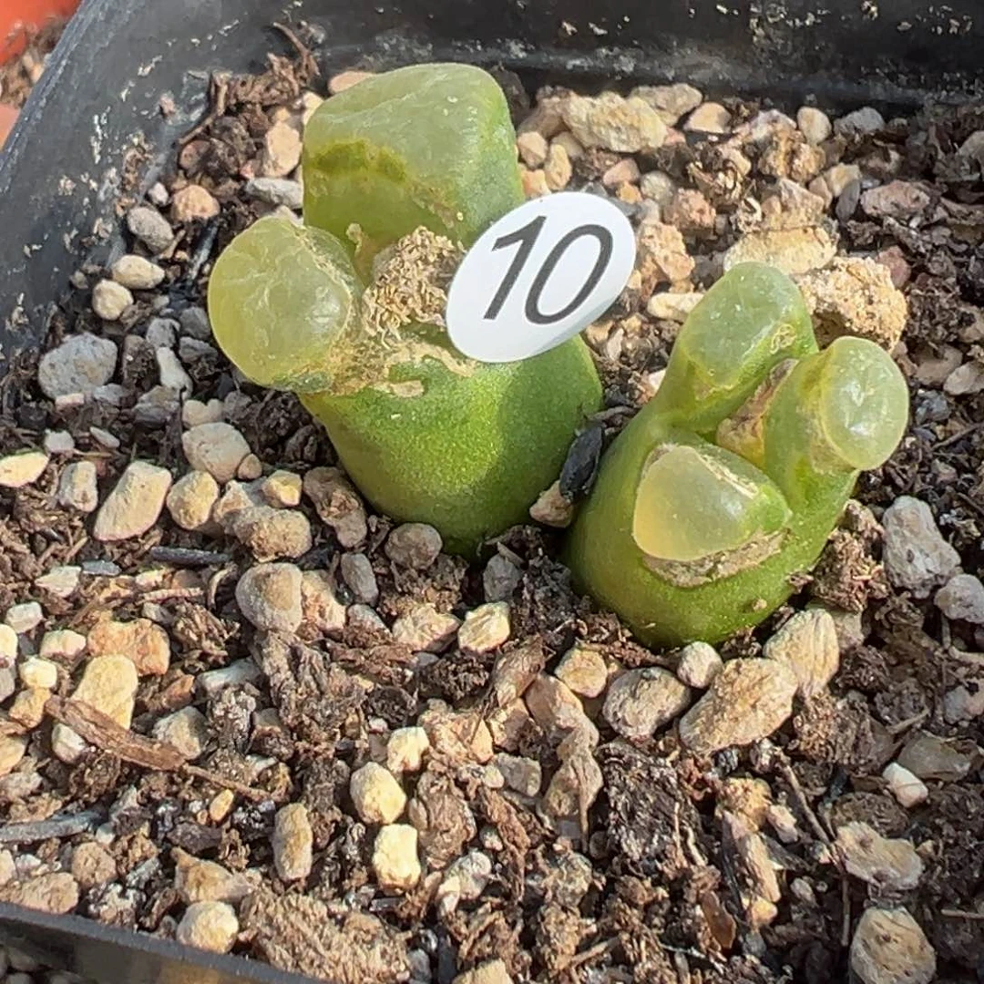 多肉植物111111111111111111