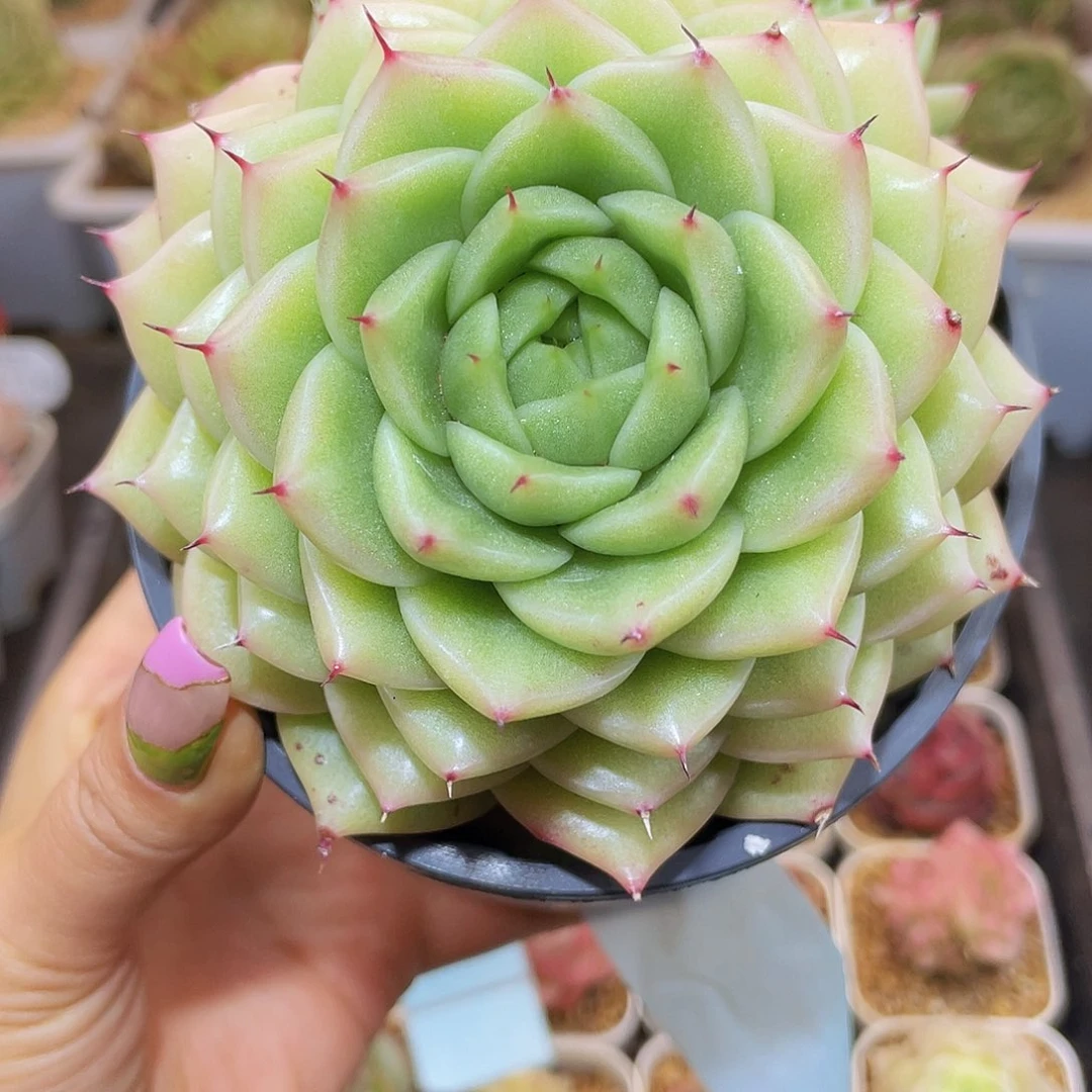 390珍妮母本哈哈哈