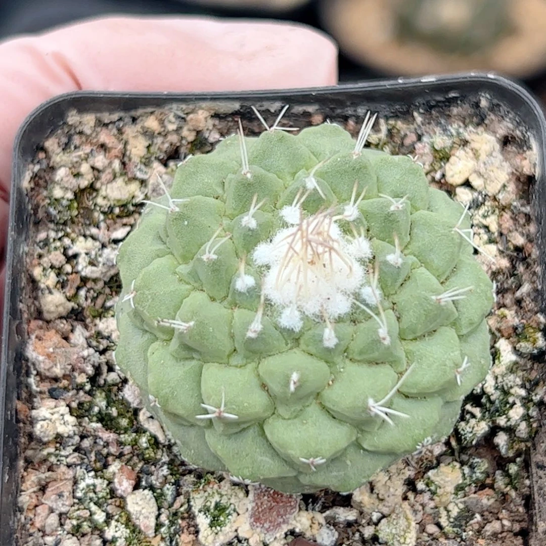 实生 大尤菊水3.5厘米