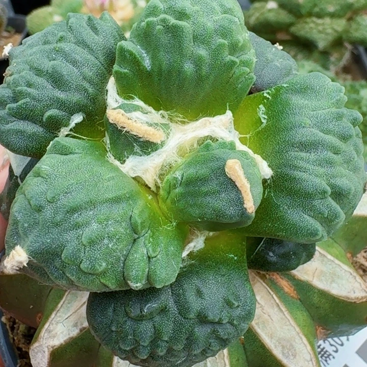 无花朵苗接怒涛475