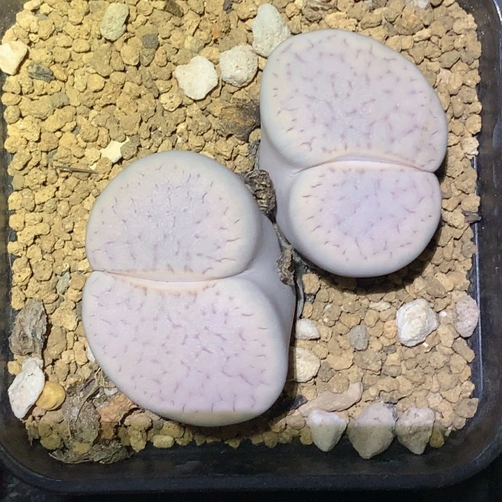 精品多肉植物精品多肉