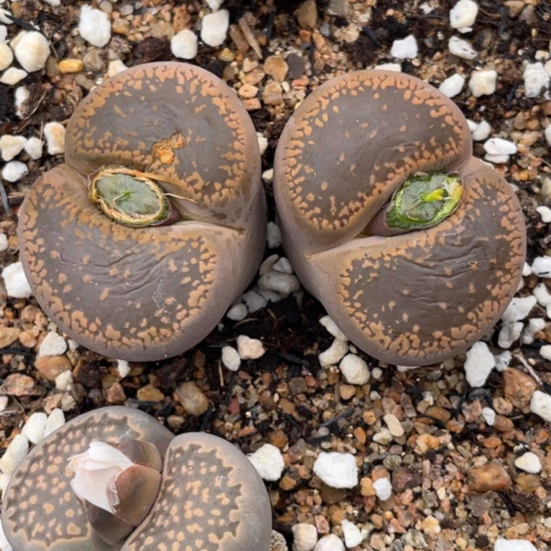 非偏远满20包邮631