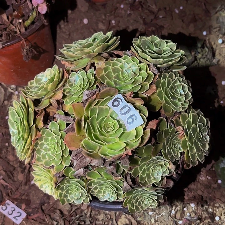 606粉花妖多肉植物不售后