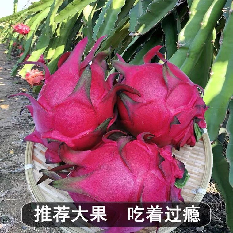 新鲜现摘红心火龙果鲜甜多汁薄皮水果