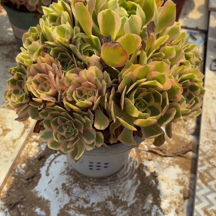 妖月多肉处理不包断头1683