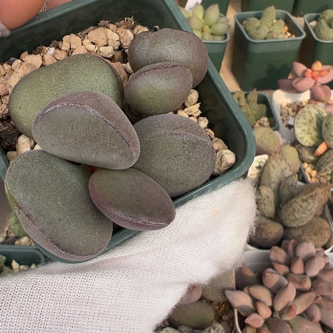 422紫蛋一颗胖嘟嘟