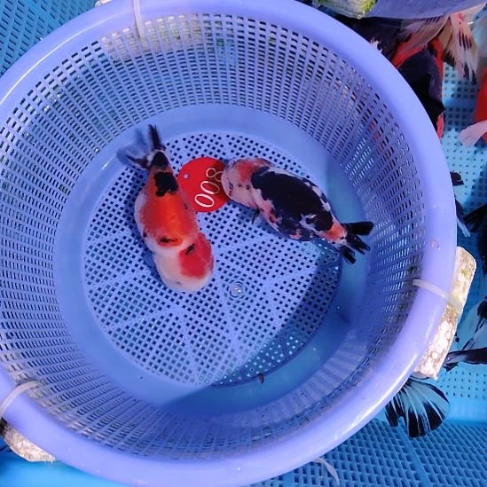 金鱼008兰寿两只特价顺丰包邮