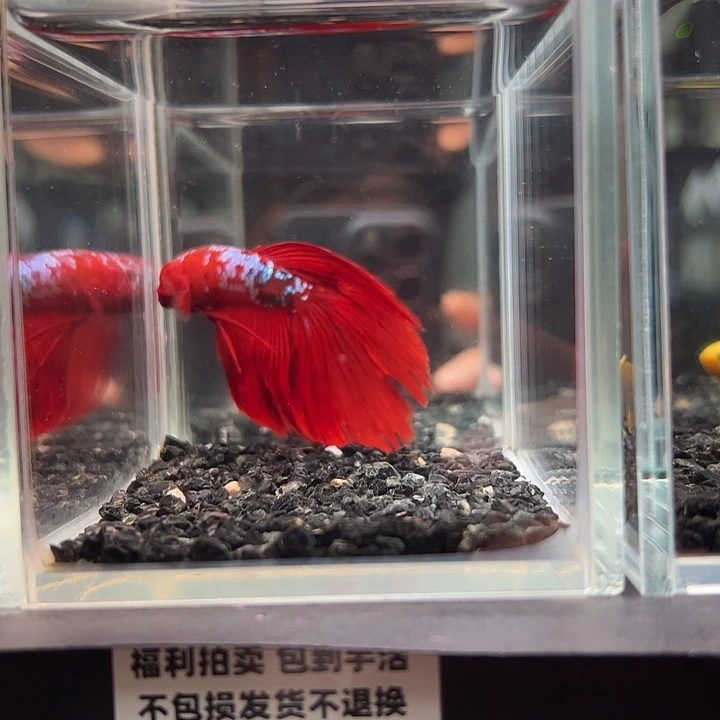 斗鱼竞拍跑单拉黑26日36