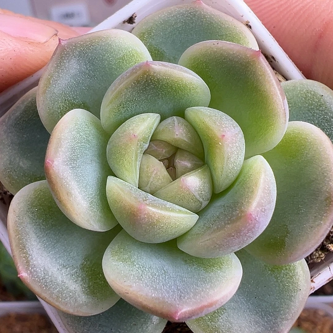 蜗牛 发财财富密码