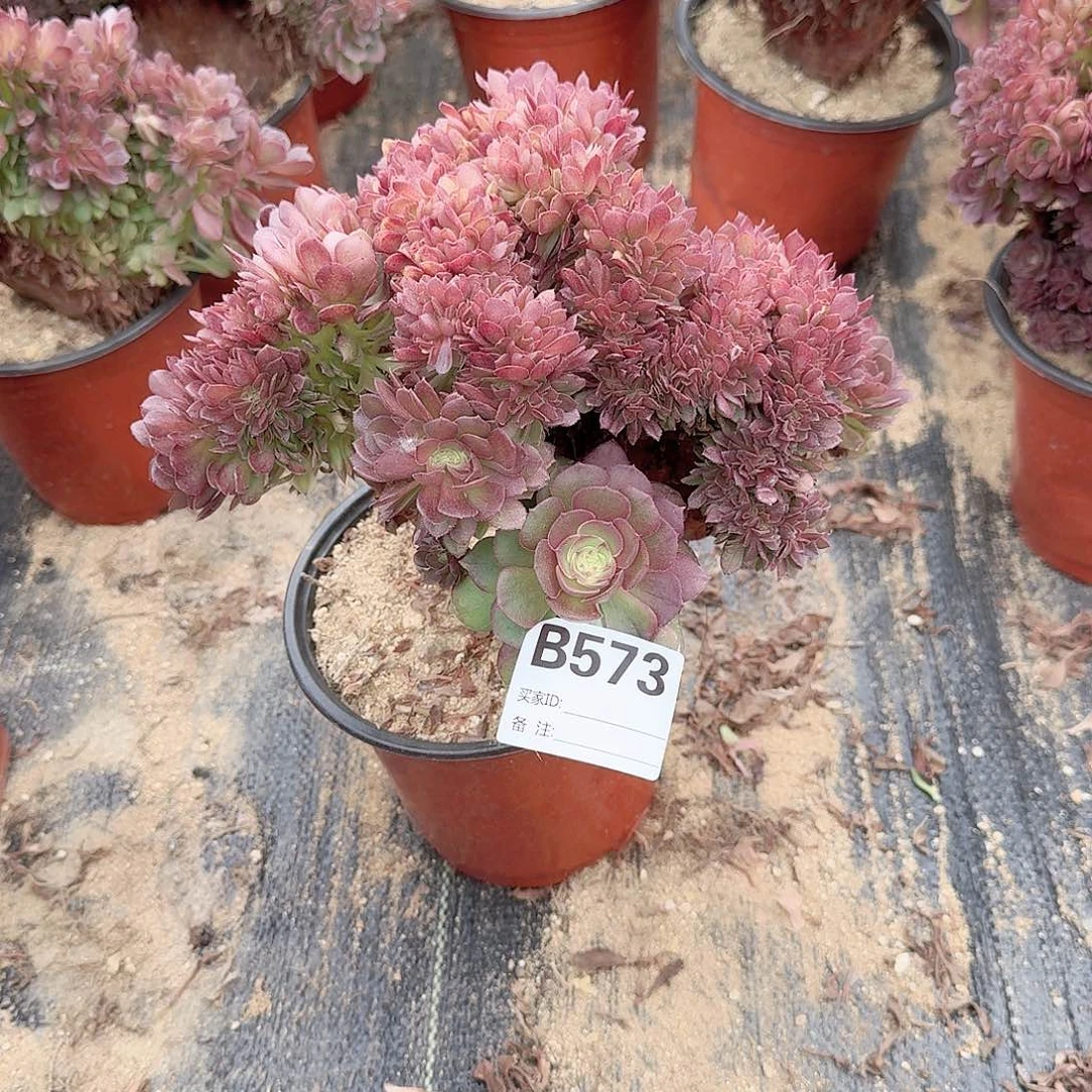 573万缀一颗满28包邮