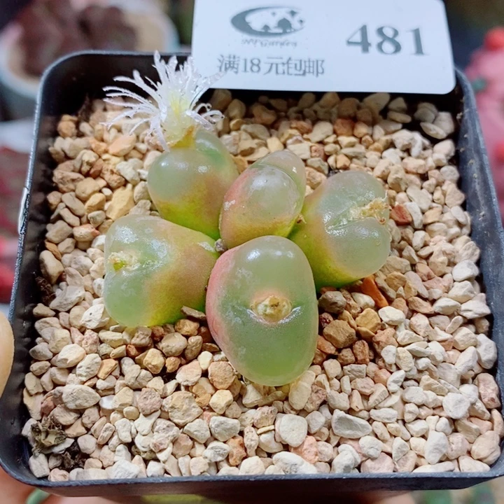 生石花花花花花花花花481