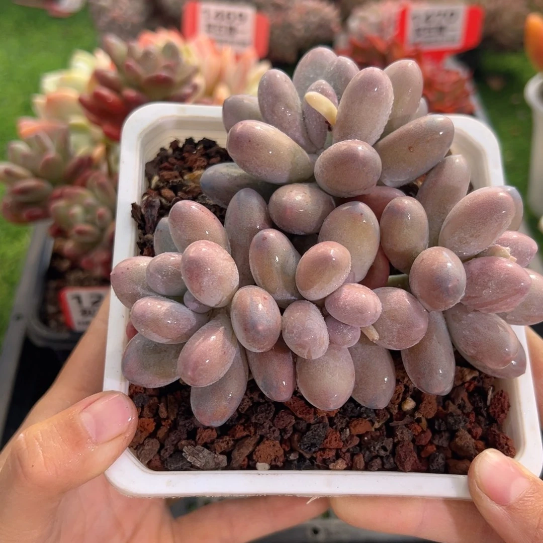 表妹精品多肉1472.