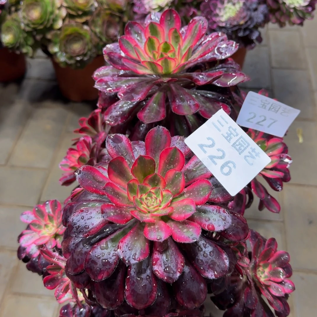 清**然多肉植物227226丽娜