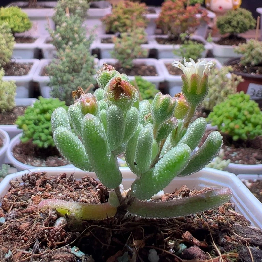 J130紫闪光带盆土发货一物一拍