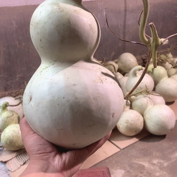 木***强中号现货供应充足