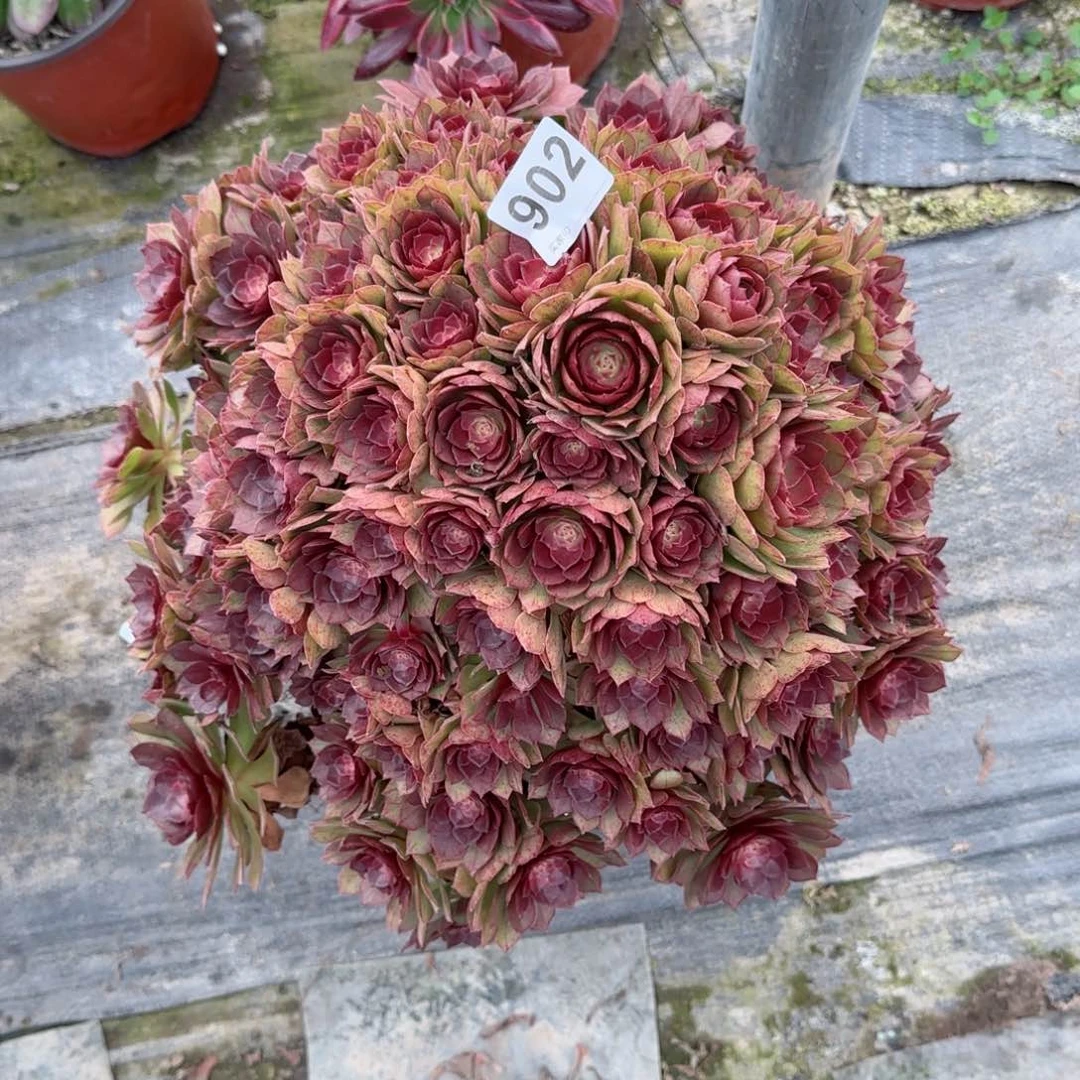 田*902多肉植物桃花