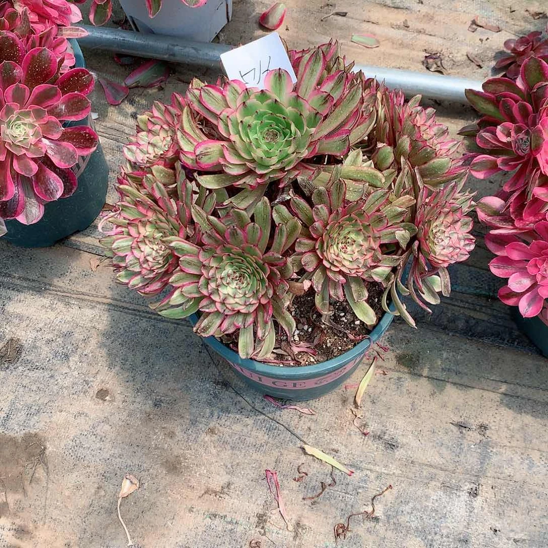 【闪购商品】用****6凌波仙子，多肉