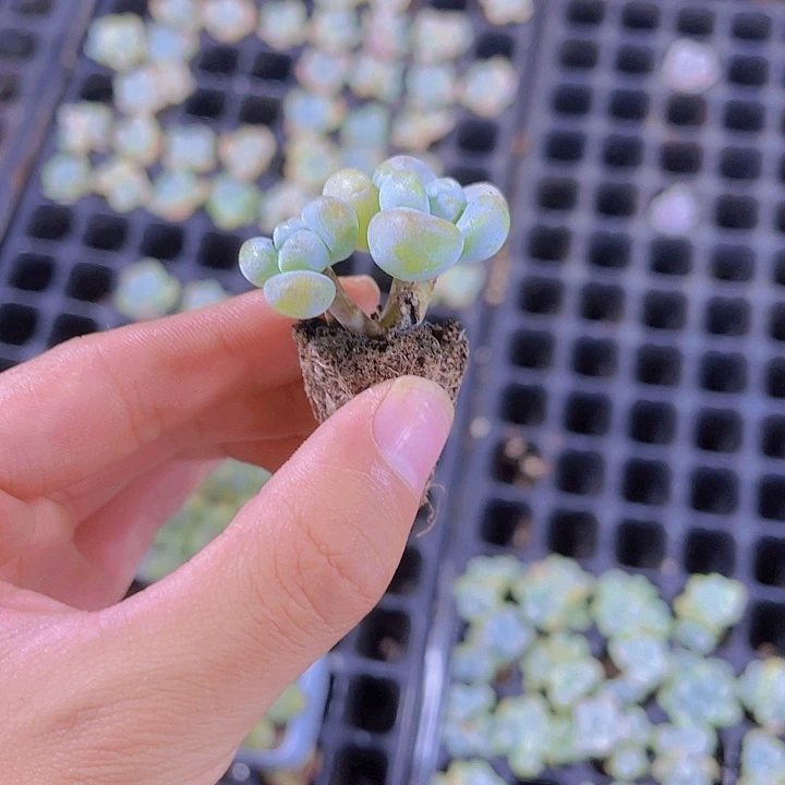 精品洛神多肉植物