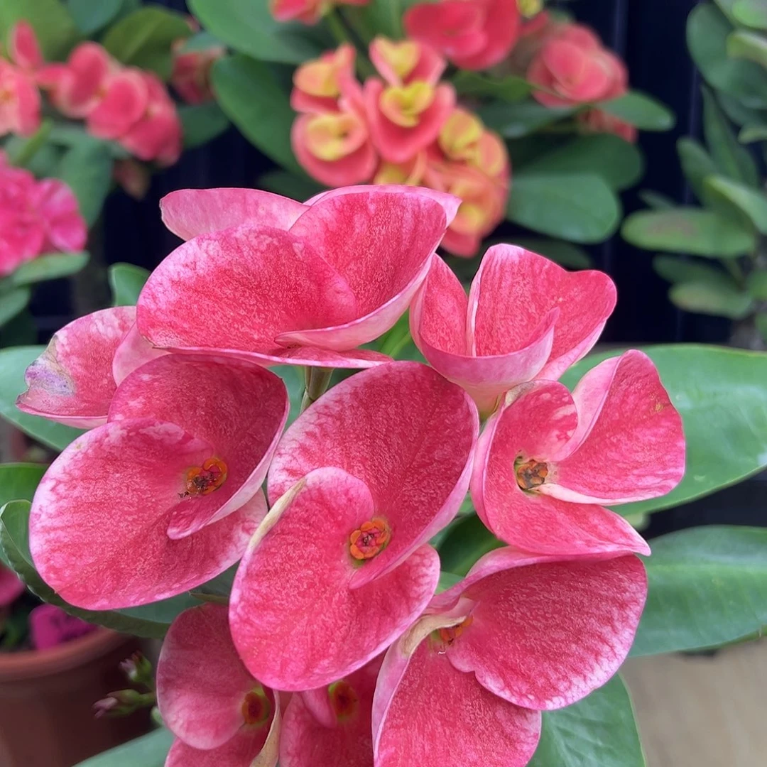 288泰国大花虎刺梅