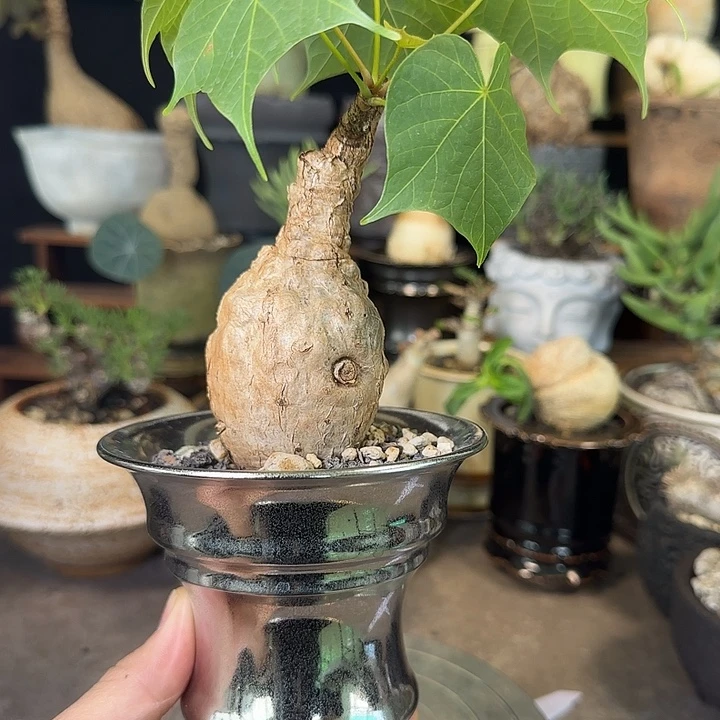 一物一拍泰国火桐320