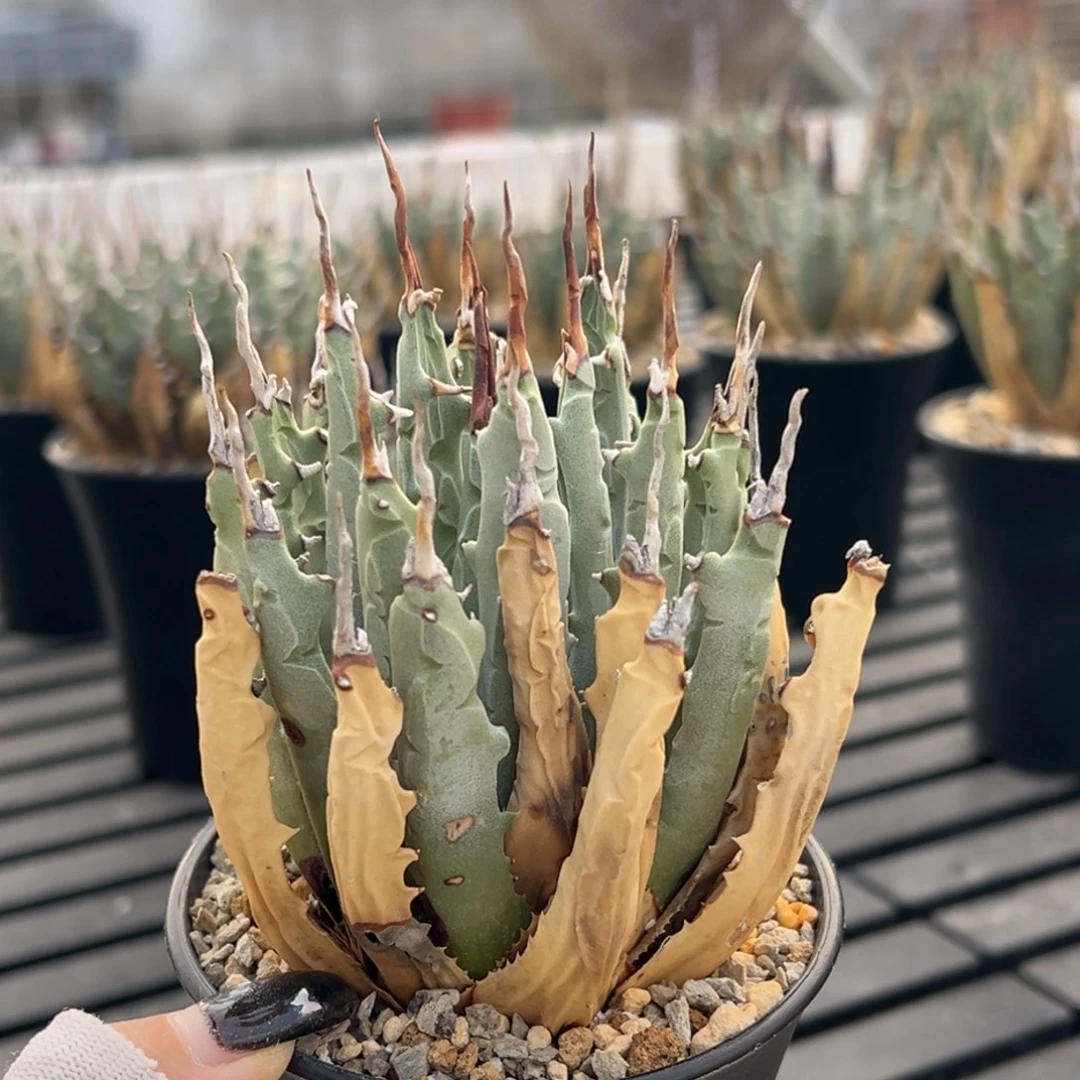 无花朵妖炎熟桩带盆 8折价