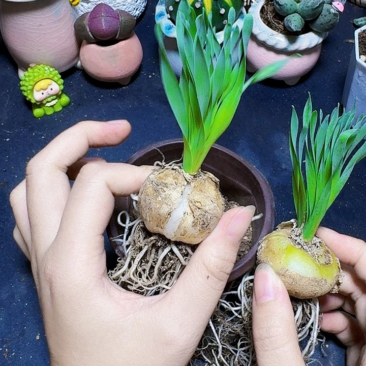 宽叶贵妃弹簧草一颗福利