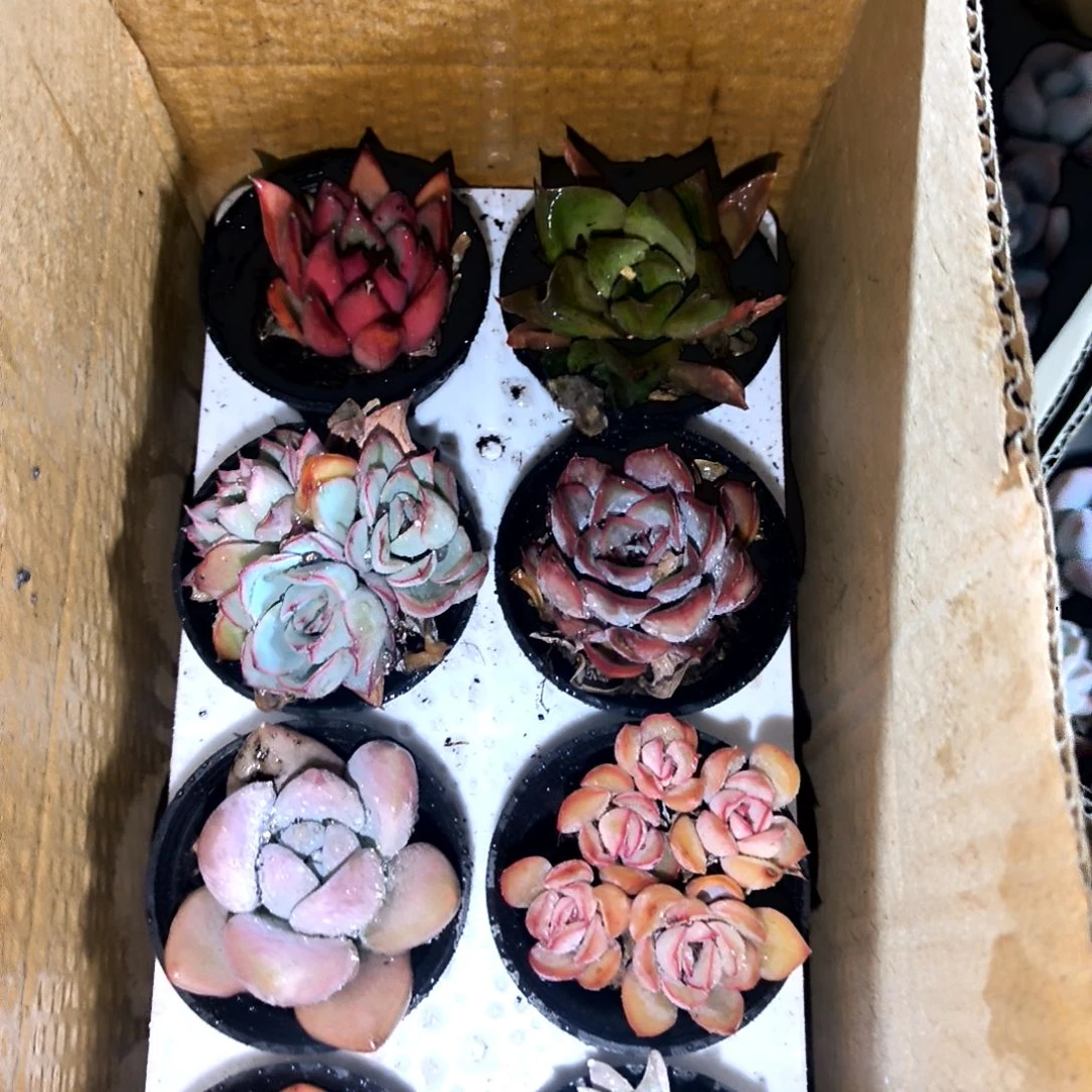 苍***陈1-80号满9元包邮，