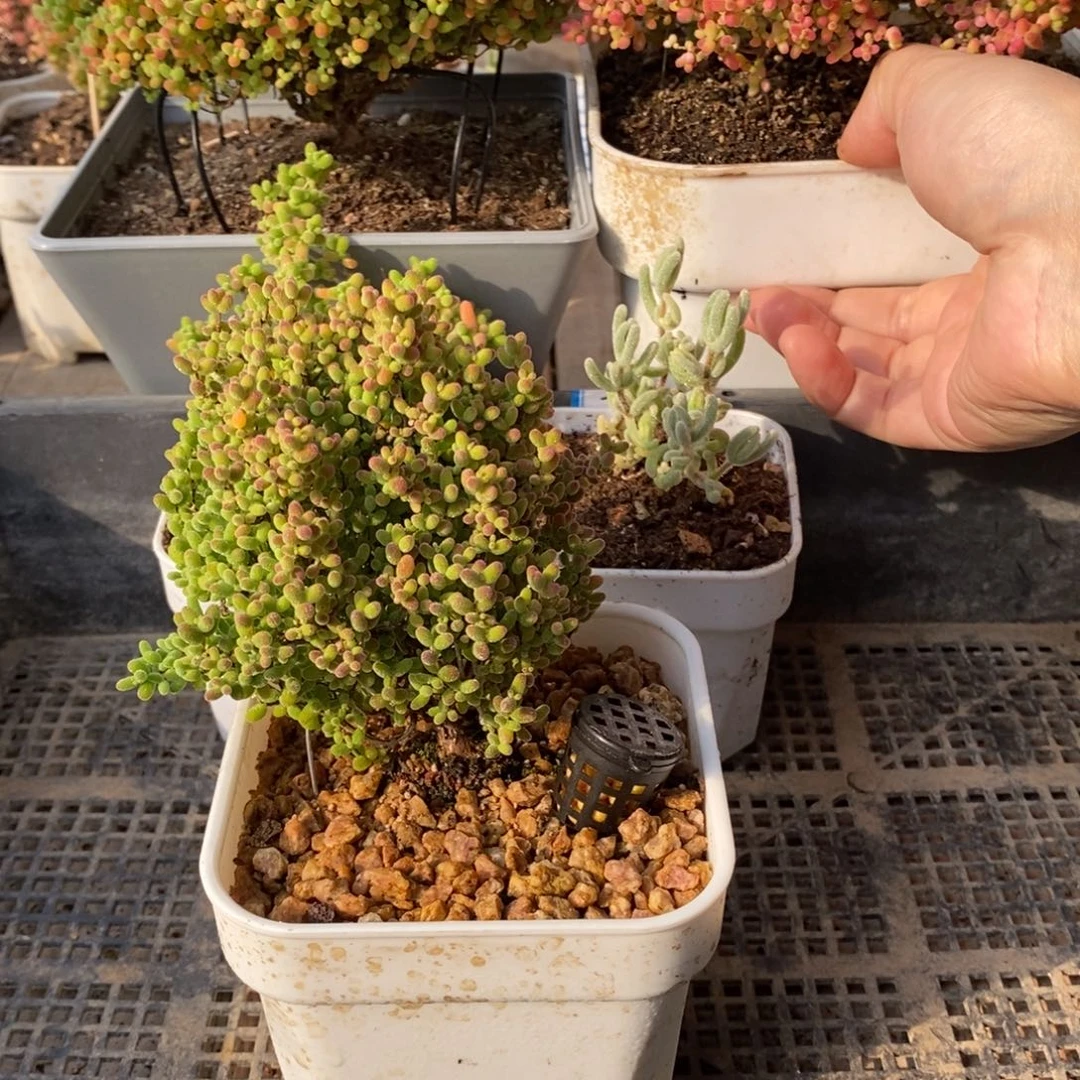 枝干番杏多肉植物039