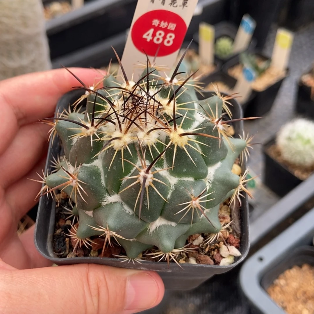 实生带中刺雪顶古镜6.9cm