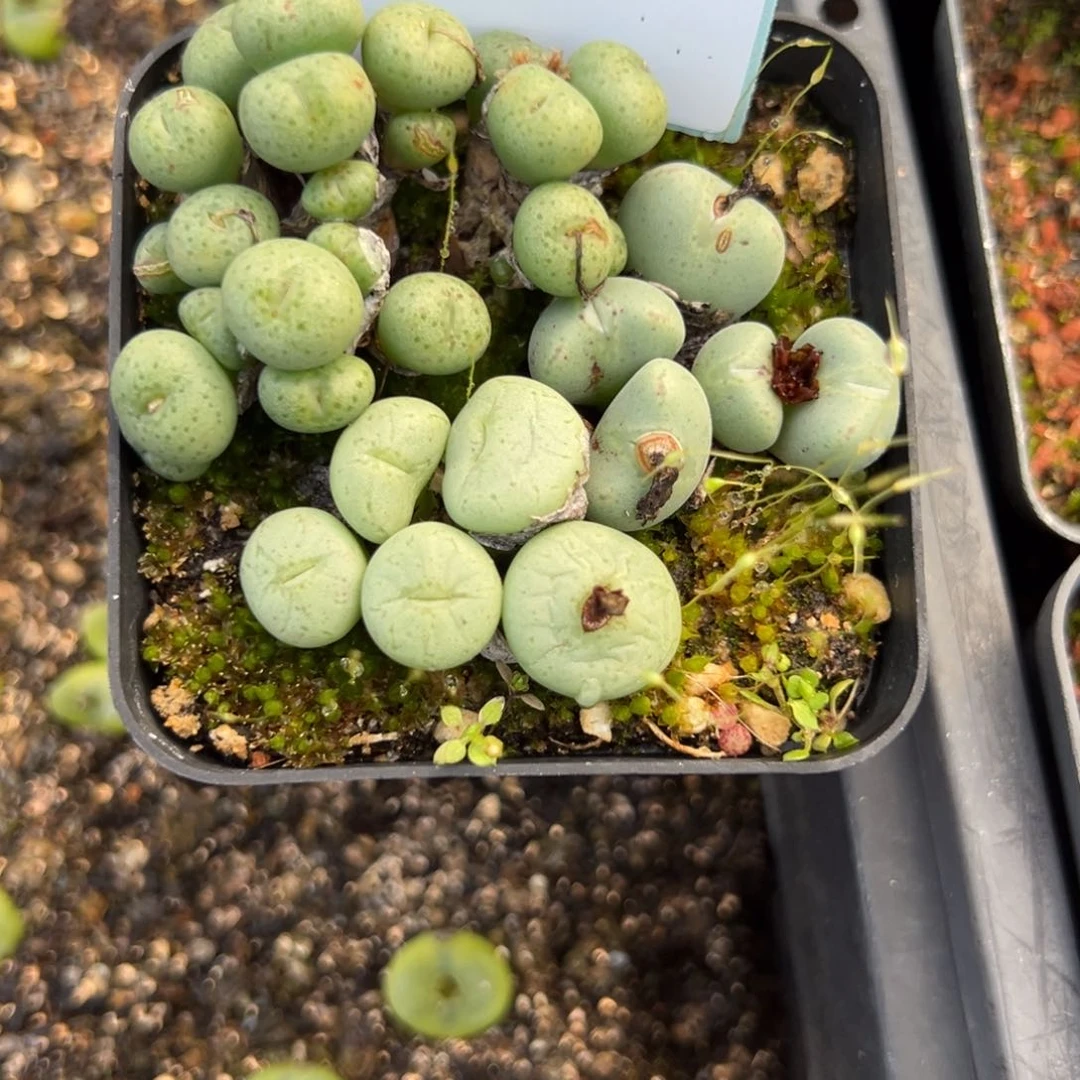 20-50肉锥多肉植物