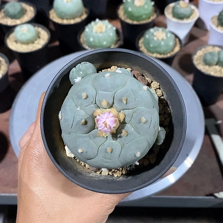 小*友海鲜实生脱土发货