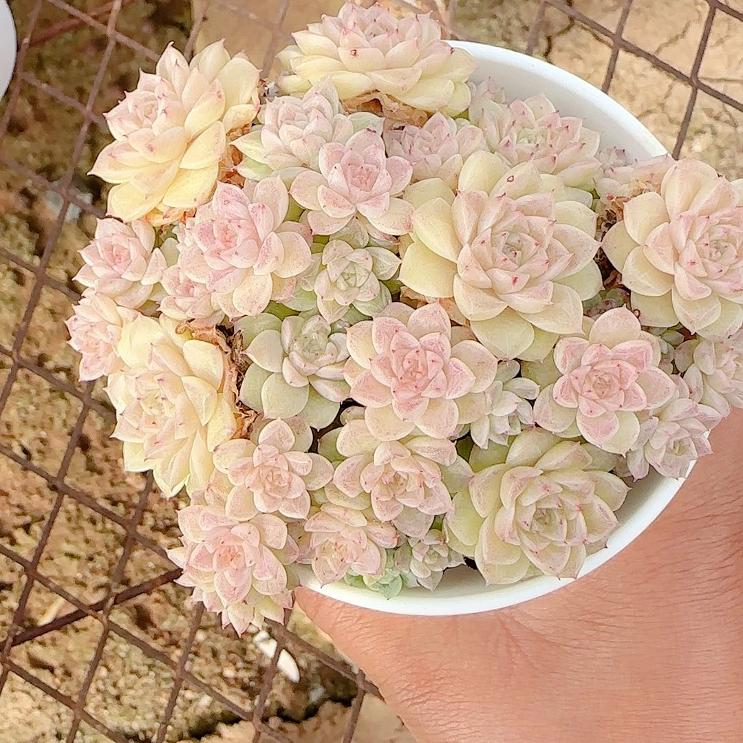 红***桃0102-53（m1-221-1）优选