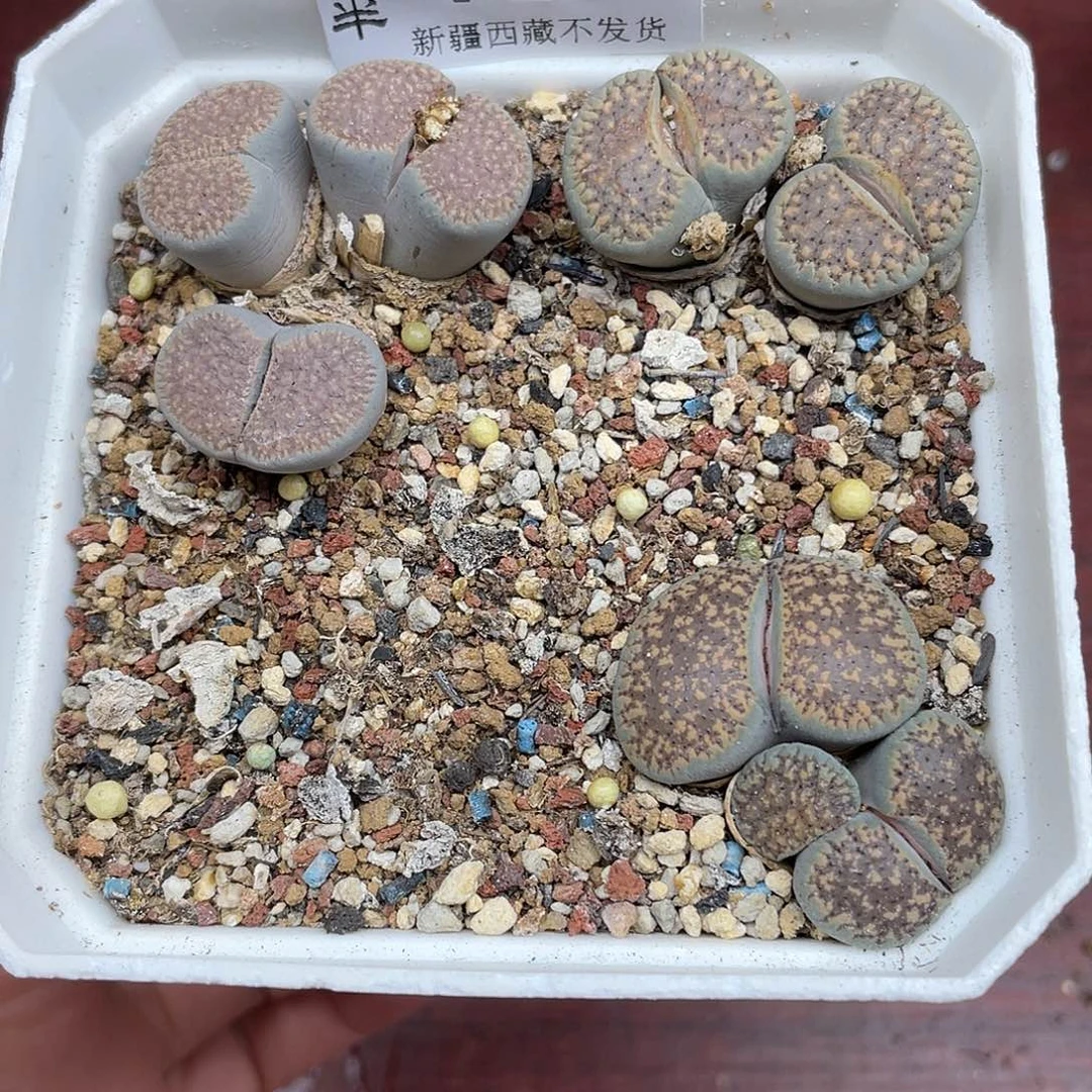 72500000花花花花花花花