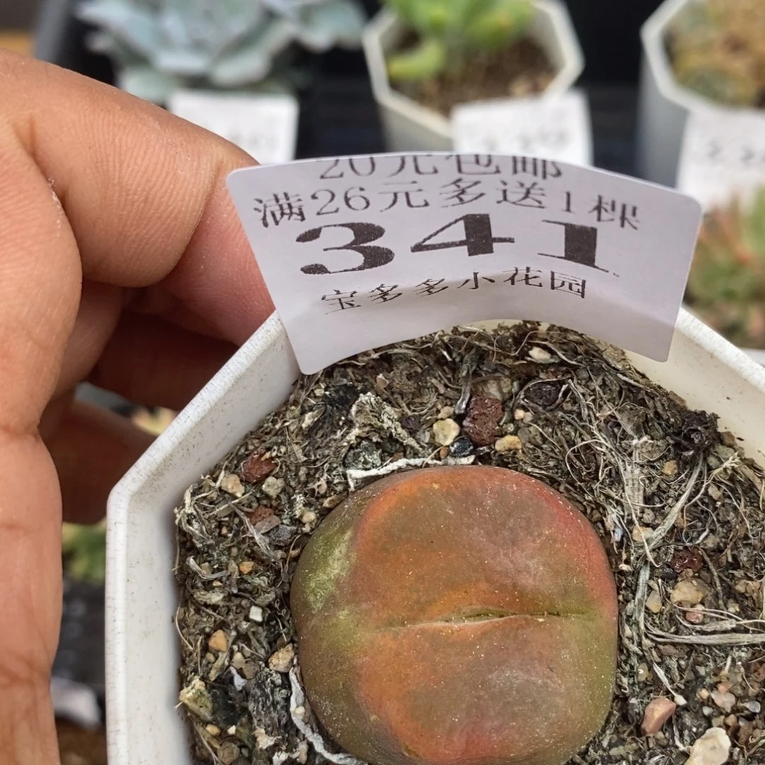 毛汗尼一物一拍满20包邮满26送一颗多肉