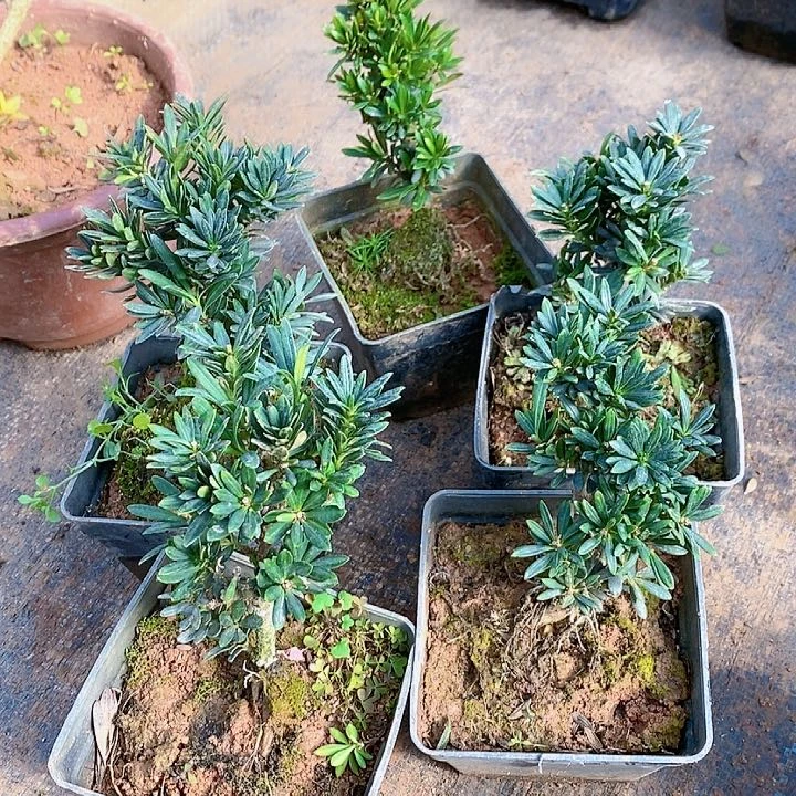 石*城罗汉松鲜花绿植