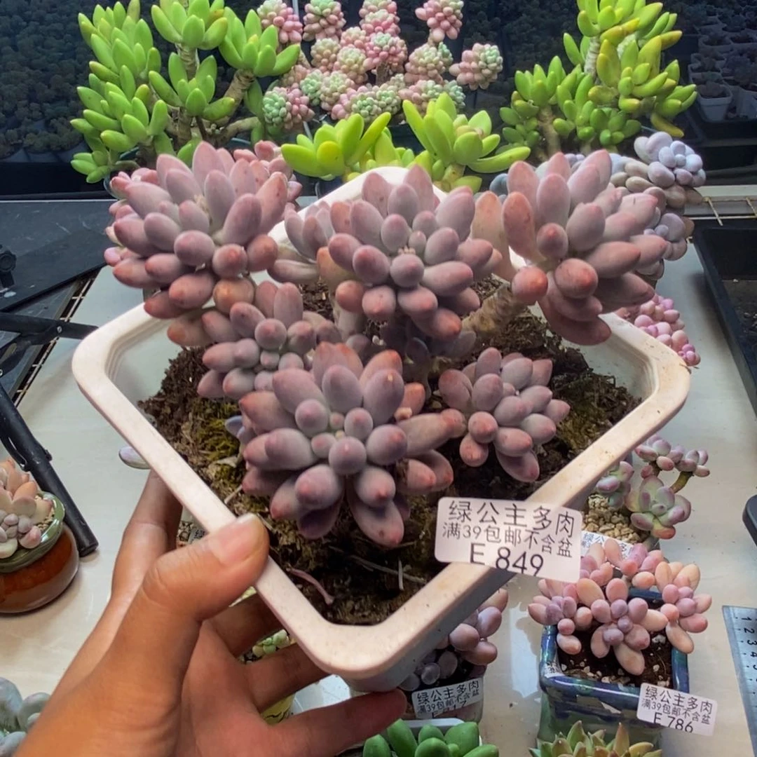 849婴儿手指多肉10c m