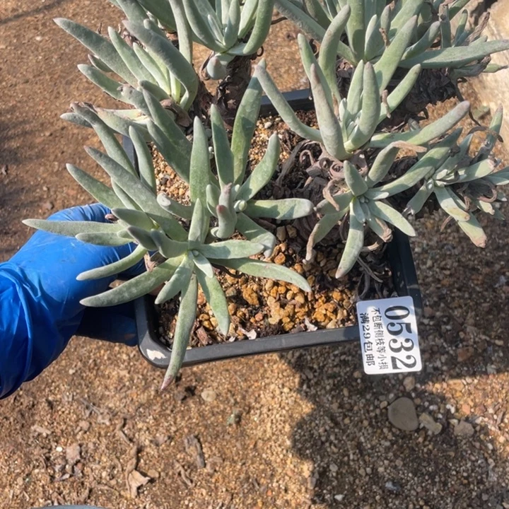 532号银光闪多肉植物